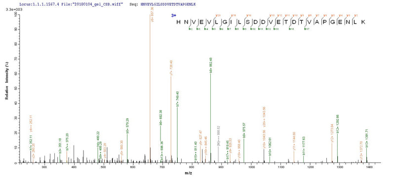 Based on the SEQUEST from database of Baculovirus host and target protein, the LC-MS/MS Analysis result of this product could indicate that this peptide derived from Baculovirus-expressed Homo sapiens (Human) parvovirus B19 (isolate AU) GSPT1.Recombinant Human Eukaryotic Peptide Chain Release Factor Gtp-Binding Subunit Erf3A (GSPT1) Protein (MBP&His)