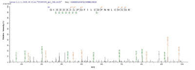 Based on the SEQUEST from database of Baculovirus host and target protein, the LC-MS/MS Analysis result of this product could indicate that this peptide derived from Baculovirus-expressed Homo sapiens (Human) parvovirus B19 (isolate AU) GSPT1.Recombinant Human Eukaryotic Peptide Chain Release Factor Gtp-Binding Subunit Erf3A (GSPT1) Protein (MBP&His)