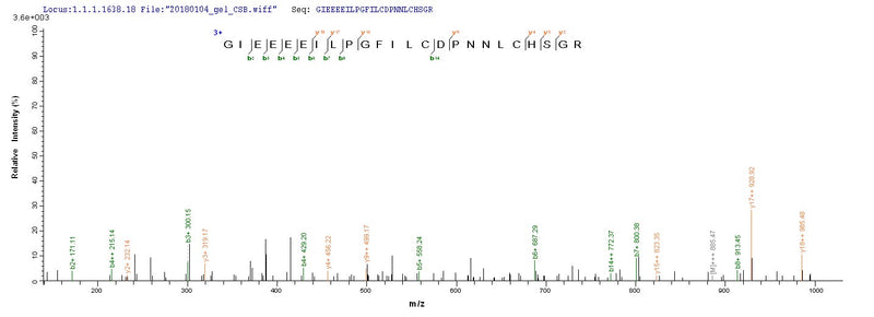 Based on the SEQUEST from database of Baculovirus host and target protein, the LC-MS/MS Analysis result of this product could indicate that this peptide derived from Baculovirus-expressed Homo sapiens (Human) parvovirus B19 (isolate AU) GSPT1.Recombinant Human Eukaryotic Peptide Chain Release Factor Gtp-Binding Subunit Erf3A (GSPT1) Protein (MBP&His)
