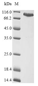 Greater than 85% as determined by SDS-PAGE.Recombinant Human Eukaryotic Peptide Chain Release Factor Gtp-Binding Subunit Erf3A (GSPT1) Protein (MBP&His)