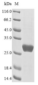 Greater than 90% as determined by SDS-PAGE.