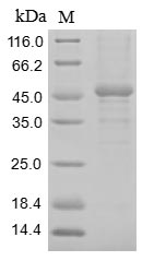 Greater than 85% as determined by SDS-PAGE.