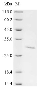 Greater than 90% as determined by SDS-PAGE.Recombinant Mouse Granzyme K (GZMK) Protein (His)