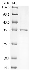 Greater than 85% as determined by SDS-PAGE.Recombinant Human Hyaluronan And Proteoglycan Link Protein 2 (HAPLN2) Protein (His)