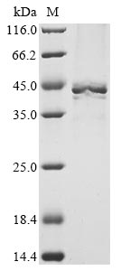 Greater than 90% as determined by SDS-PAGE.Recombinant Mouse Heterogeneous Nuclear Ribonucleoproteins A2/B1 (HNRNPA2B1) Protein (His)