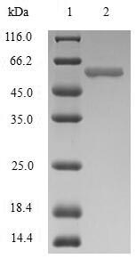 Greater than 85% as determined by SDS-PAGE.