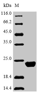 Greater than 85% as determined by SDS-PAGE.