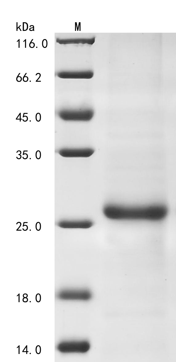 Greater than 85% as determined by SDS-PAGE.Recombinant Dog Interleukin-33 (IL33) Protein (His)
