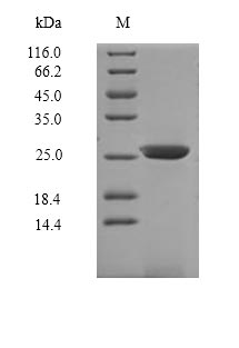 Greater than 85% as determined by SDS-PAGE.