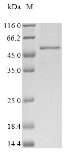 Greater than 85% as determined by SDS-PAGE.Recombinant Human Interferon Regulatory Factor 1 (IRF1) Protein (His&Myc)