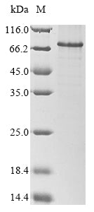 Greater than 85% as determined by SDS-PAGE.Recombinant Human Interferon Regulatory Factor 1 (IRF1) Protein (His&GST)