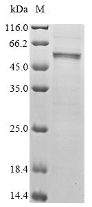 Greater than 85% as determined by SDS-PAGE.Recombinant Mouse Cis-Aconitate Decarboxylase (ACOD1) Protein (His&Myc)
