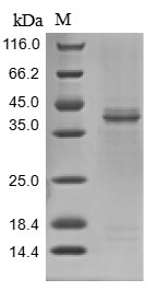 Greater than 85% as determined by SDS-PAGE.