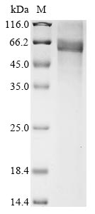 Greater than 85% as determined by SDS-PAGE.Recombinant Human Leucine-Rich Repeat-Containing G-Protein Coupled Receptor 5 (LGR5) Protein (His)