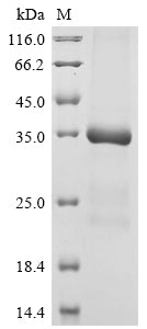 Greater than 85% as determined by SDS-PAGE.Recombinant Mouse Protein-Lysine 6-Oxidase (LOX) Protein (His-Myc)