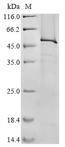 Greater than 85% as determined by SDS-PAGE.Recombinant Mouse Lipoprotein Lipase (LPL) Protein (His)
