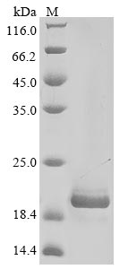 Greater than 85% as determined by SDS-PAGE.Recombinant Mouse Alpha-2-Macroglobulin Receptor-Associated Protein (LRPAP1) Protein (His&Myc)