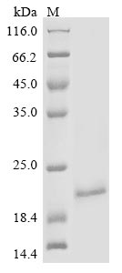 Greater than 85% as determined by SDS-PAGE.Recombinant Mouse Alpha-2-Macroglobulin Receptor-Associated Protein (LRPAP1) Protein (His&Myc)