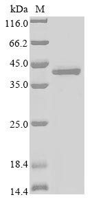 Greater than 85% as determined by SDS-PAGE.Recombinant Mouse Alpha-2-Macroglobulin Receptor-Associated Protein (LRPAP1) Protein (GFP&His)