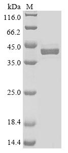 Greater than 85% as determined by SDS-PAGE.Recombinant Mouse Alpha-2-Macroglobulin Receptor-Associated Protein (LRPAP1) Protein (GFP&His)