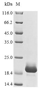 Greater than 85% as determined by SDS-PAGE.Recombinant Human Lymphocyte Antigen 96 (LY96) Protein (His)