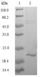 Greater than 85% as determined by SDS-PAGE.Recombinant Human Transcription Factor Mafk (MAFK) Protein (His&Myc)