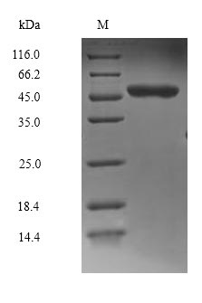Greater than 90% as determined by SDS-PAGE.Recombinant Human Mitogen-Activated Protein Kinase 8 (MAPK8) Protein (His)