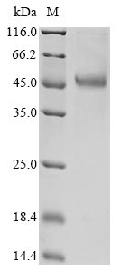 Greater than 85% as determined by SDS-PAGE.Recombinant Human S-Adenosylmethionine Synthase Isoform Type-2 (MAT2A) Protein (His)