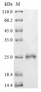 Greater than 85% as determined by SDS-PAGE.