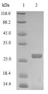 Greater than 85% as determined by SDS-PAGE.