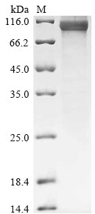 Greater than 85% as determined by SDS-PAGE.Recombinant Human Maltase-Glucoamylase (MGAM) Protein (His)