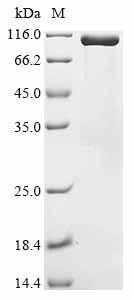 Greater than 90% as determined by SDS-PAGE.Recombinant Human Maltase-Glucoamylase (MGAM) Protein (His)