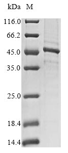 Greater than 85% as determined by SDS-PAGE.