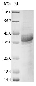 Greater than 85% as determined by SDS-PAGE.Recombinant Mouse Max Dimerization Protein 1 (MXD1) Protein (His&Myc)