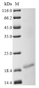 Greater than 85% as determined by SDS-PAGE.Recombinant Human Myosin-7 (MYH7) Protein (His)