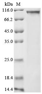 Greater than 85% as determined by SDS-PAGE.Recombinant Human Nacht, Lrr And Pyd Domains-Containing Protein 6 (NLRP6) Protein (His)