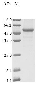 Greater than 85% as determined by SDS-PAGE.Recombinant Human Atrial Natriuretic Peptide Receptor 2 (NPR2) Protein (His&Myc)
