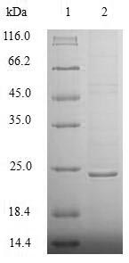 Greater than 85% as determined by SDS-PAGE.Recombinant Human 7,8-Dihydro-8-Oxoguanine Triphosphatase (NUDT1) Protein (His)