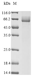 Greater than 85% as determined by SDS-PAGE.Recombinant Rat Nuclear Pore Glycoprotein P62 (NUP62) Protein (His&Myc)