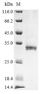 Greater than 85% as determined by SDS-PAGE.Recombinant Drosophila Melanogaster Nuclear Rna Export Factor 2 (NXF2) Protein (His)