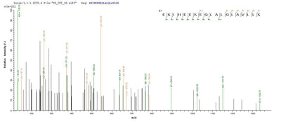 Based on the SEQUEST from database of Baculovirus host and target protein, the LC-MS/MS Analysis result of this product could indicate that this peptide derived from Baculovirus-expressed Homo sapiens(Human) OPTN.Recombinant Human Optineurin (OPTN) Protein (His)