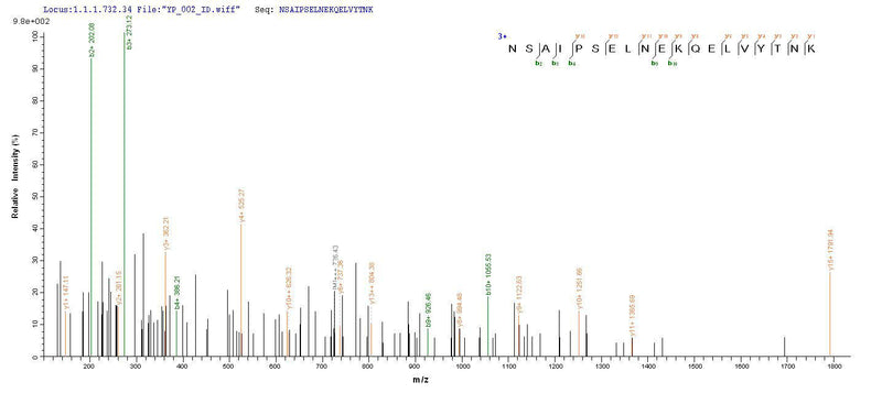 Based on the SEQUEST from database of Baculovirus host and target protein, the LC-MS/MS Analysis result of this product could indicate that this peptide derived from Baculovirus-expressed Homo sapiens(Human) OPTN.Recombinant Human Optineurin (OPTN) Protein (His)