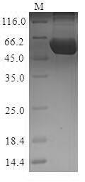 Greater than 90% as determined by SDS-PAGE.Recombinant Mouse Pyruvate Kinase Pkm (PKM) Protein (His&Myc)
