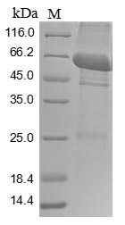 Greater than 85% as determined by SDS-PAGE.