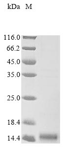 Greater than 85% as determined by SDS-PAGE.Recombinant Crotalus Atrox Phospholipase A2 (SVPLA2) Protein (His&Myc)