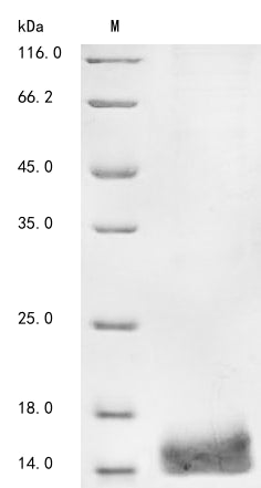 Greater than 85% as determined by SDS-PAGE.Recombinant Mouse Phospholipase A-2-Activating Protein (PLAA) Protein (His&Myc)