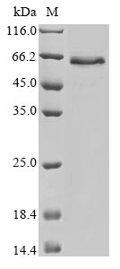Greater than 85% as determined by SDS-PAGE.Recombinant Human Tissue-Type Plasminogen Activator (PLAT) Protein (His&Myc)
