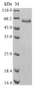 Greater than 85% as determined by SDS-PAGE.Recombinant Human Tissue-Type Plasminogen Activator (PLAT) Protein (His&Myc)
