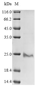 Greater than 85% as determined by SDS-PAGE.Recombinant Human Protein Pml (PML) Protein (His&Myc)