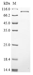 Greater than 85% as determined by SDS-PAGE.Recombinant Human Dna Polymerase Theta (POLQ) Protein (His)